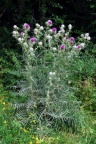 Cirsium eriophorum, Cirse laineux