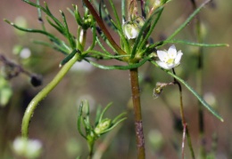 Spergula arvensis, Spargote des champs