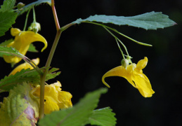 Impatiens noli-tangere, Impatiente ne-me-touchez-pas