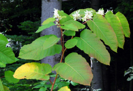 Reynoutria sachalinensis, Reynoutria de Sakhaline