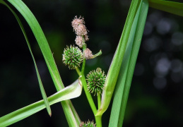 Sparganium erectum subsp. neglectum, Rubanier négligé