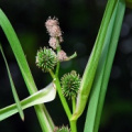 20080901_les-genevez_sparganium_erectum-ssp.neglectum.jpg