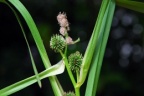 Sparganium erectum subsp. neglectum, Rubanier négligé