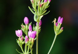 Centaurium erythraea, Petite centaurée rouge