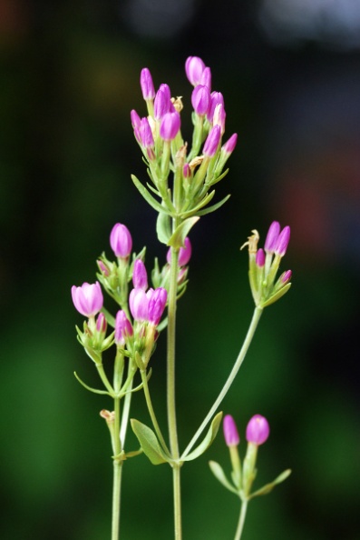 20080903_montsevelier_centaurium_erythraea.jpg