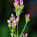 20080903_montsevelier_centaurium_erythraea.jpg