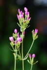 Centaurium erythraea, Petite centaurée rouge