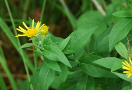 Inula helvetica