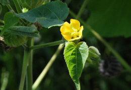 Abutilon theophrasti