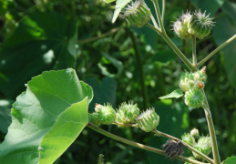 Abutilon theophrasti