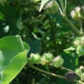 20080907_vionnaz_abutilon_theophrasti_02.jpg