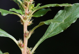 Amaranthus albus, Amarante blanche