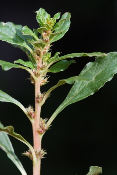 20080918_delemont_blancherie_amaranthus_albus.jpg