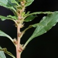 20080918_delemont_blancherie_amaranthus_albus.jpg