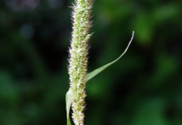 Setaria verticillata