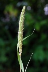 Setaria verticillata