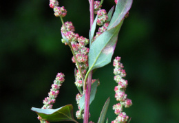 Chenopodium strictum