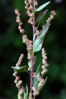 Chenopodium strictum