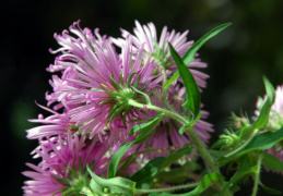 Aster novae-angliae, Aster de la Nouvelle-Angleterre