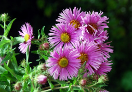 Aster novae-angliae, Aster de la Nouvelle-Angleterre