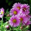 20080923_delemont_les-rondez_aster_novae-angliae_02.jpg
