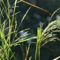 20080928_vicques-ch.de_mais_panicum_dichotomiflorum_.jpg