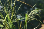 Panicum dichotomiflorum