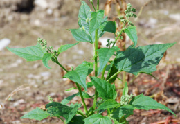 Chenopodium hybridum, Chénopode hybride