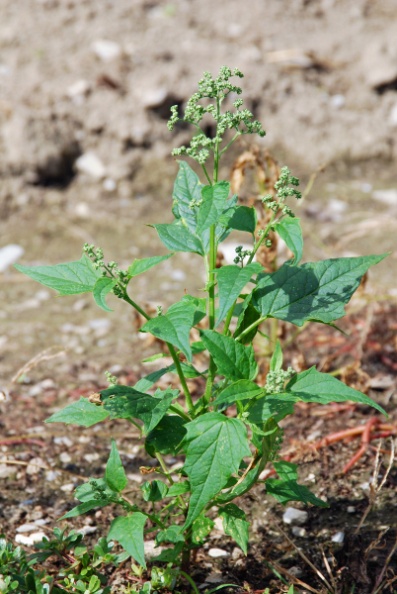 20080930_courrendlin_grosse-fin_chenopodium_hybridum.jpg