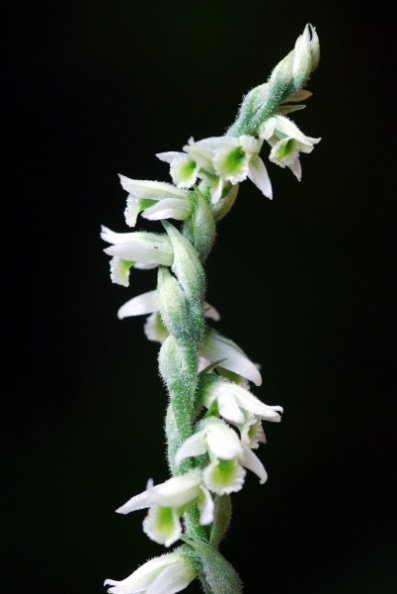 20080930_montsevelier_spiranthes_spiralis.jpg