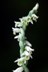 Spiranthes spiralis, Spiranthe d'automne
