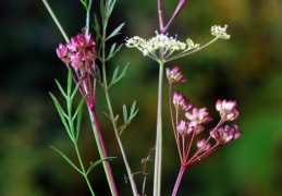 Peucedanum carvifolia, Peucédan à feuilles de cumin