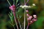 Peucedanum carvifolia, Peucédan à feuilles de cumin