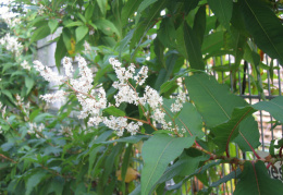 Polygonum polystachyum