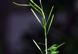 Cardamine impatiens, Cardamine impatiente