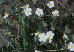 Helianthemum apenninum