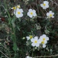 20090409_ruoms-ardeche_helianthemum_apenninum_.jpg