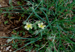 Helianthemum salicifolium