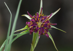 Tragopogon porrifolius