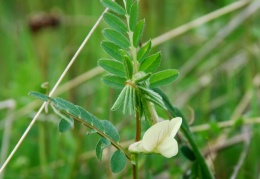 Vicia lutea