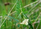 Vicia lutea