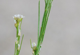 Arabis nemorensis