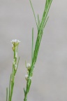 Arabis nemorensis