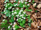 Oxalis acetosella, Oxalis petite oseille
