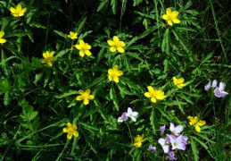 Anemone ranunculoides, Anémone jaune