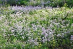 Cardamine pratensis, Cardamine des prés