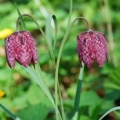 20090425_soubey_la-rechesse_fritillaria_meleagris.jpg