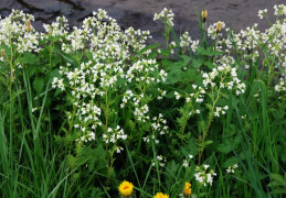 Cardamine amara, Cardamine amère