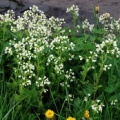 20090427_delemont_la-blancherie_cardamine_amara.jpg