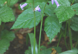 Scilla non-scripta